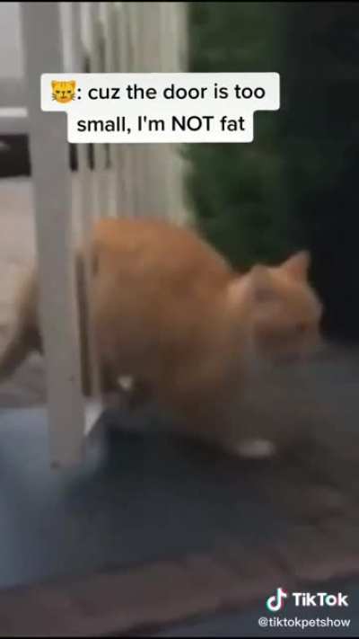 Cat versus gate