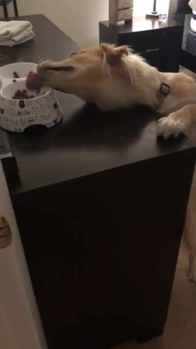 &ldquo;Oh heyyy, yea, no, I totally wasn&rsquo;t just eating the cat food&rdquo;