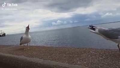 Two seagulls laughing at their mate who fell below the ledge