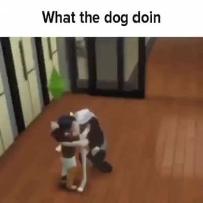 What the dog doin