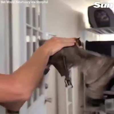 33-year-old fruit bat with arthritis goes on morning 'flights' to keep him active