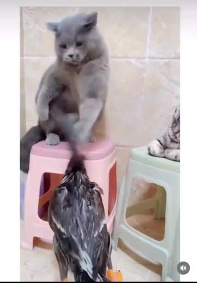 Didn’t duck once