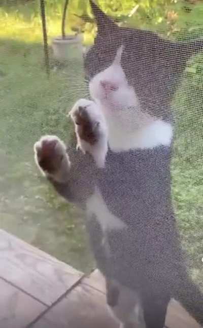 Karen The Cat