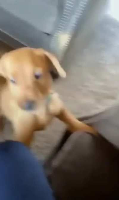 Oh so im not alowd to bite the pilow? NOM!