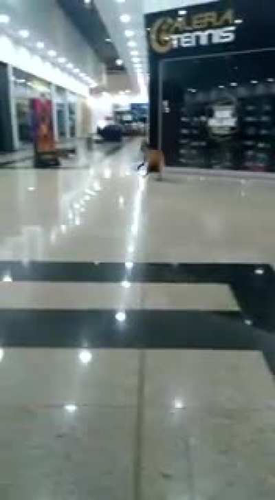 Maned wolf at the mall