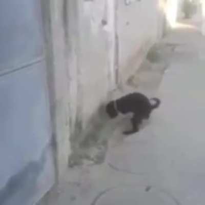 cursed_smart dog