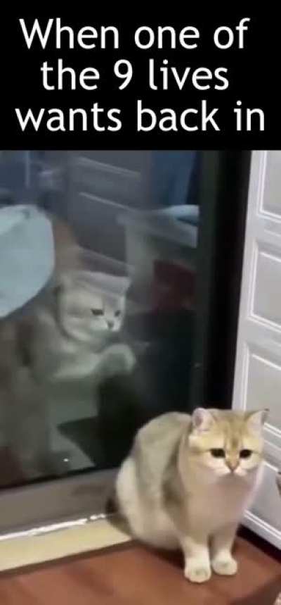 Catman: No way home