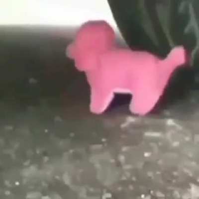 dog mold
