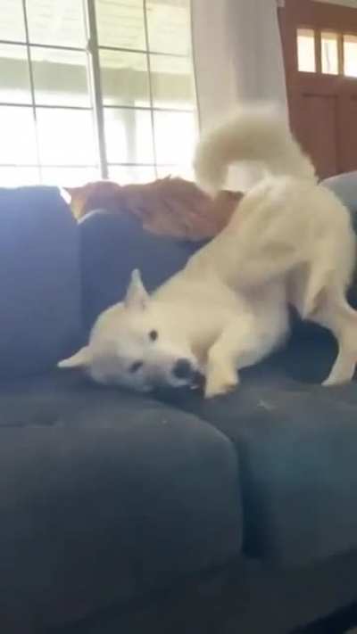 &ldquo;No you can&rsquo;t play with the baby&rdquo; Husky Tantrum