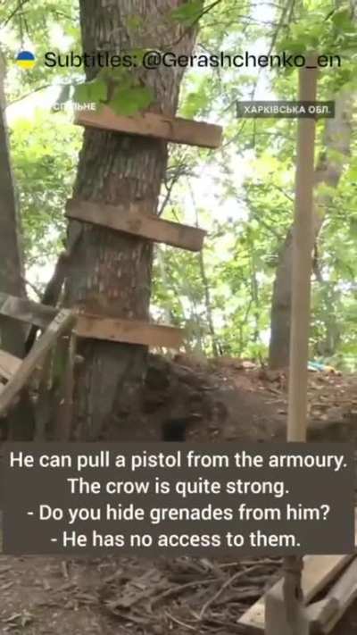 Ukrainian Defenders adopted a crow. They named him Mavic and make sure that he is healthy and happy. Mavic also has a mischievous side, so they keep the grenades hidden!