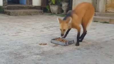 The maned wolf is a large omnivorous canine native to South America. It is quite shy and flees when alarmed, and it poses little to no threat to humans. The monks at the Santu&aacute;rio do Cara&ccedil;a monastery in Brazil have a very special relationship with the man