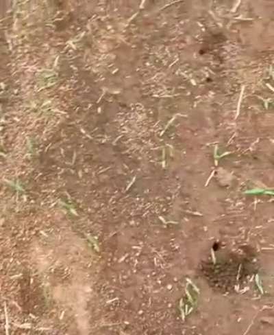 formiguinha?? olha o tamanho disso