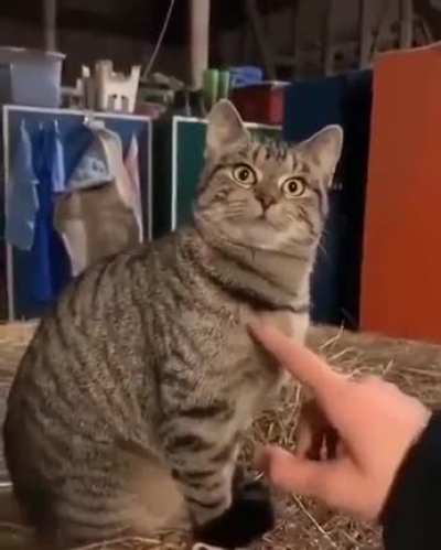 Just a stuffed toy