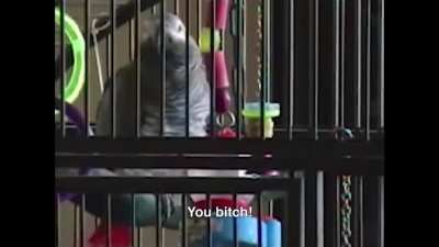 Parrots remember what you say (Cursing)
