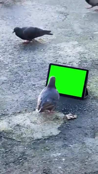 [MEME TEMPLATE] A surveillance drone watching a Green Screen