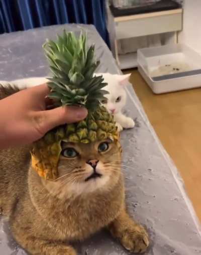 Wondering what we would call this superhero cat.