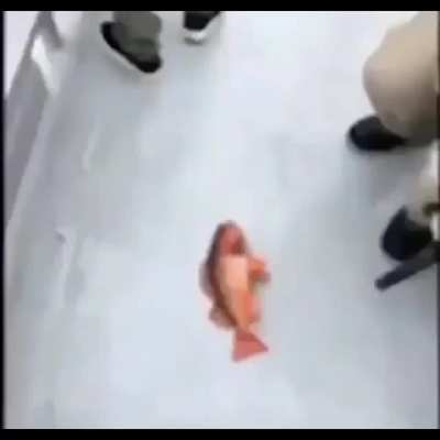 🐟💨