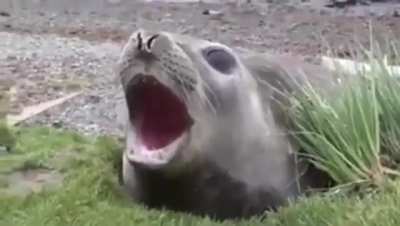 Halo theme seal