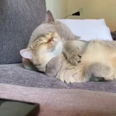 oww.. cat love