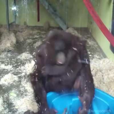 Sniper monky