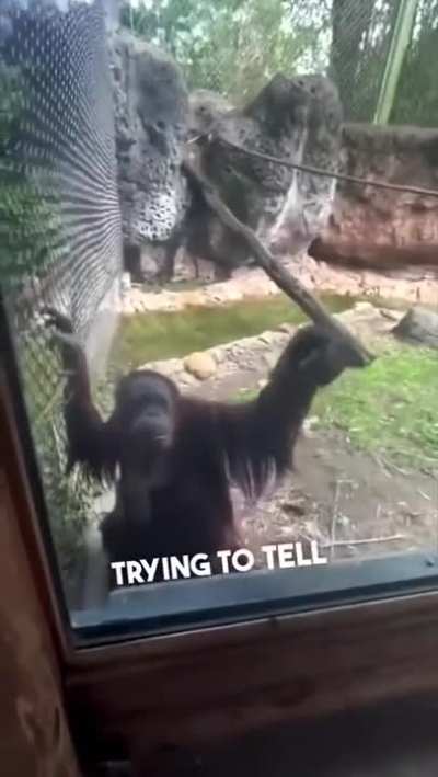 Ape Merchant