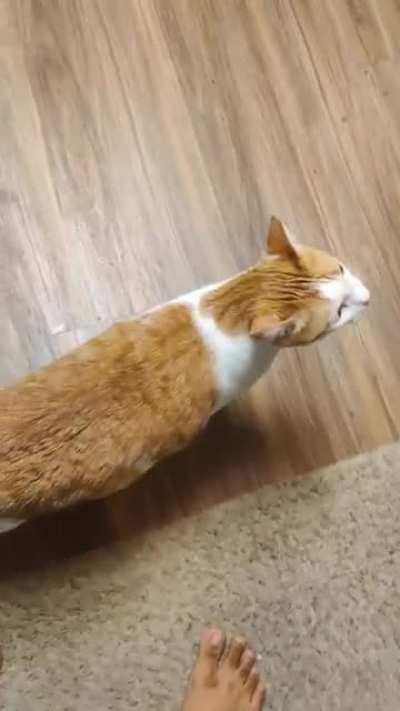 My roommates cat everyone. He's got them special meows