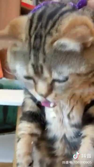Broccoli Cat