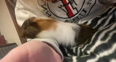 Hi, this is Bambi she is 9 weeks old, I know Guinean pigs love to &ldquo;popcorn&rdquo; however I&rsquo;m not one hundred percent sure this is what I&rsquo;m seeing ? Need advice to if this is normal or not