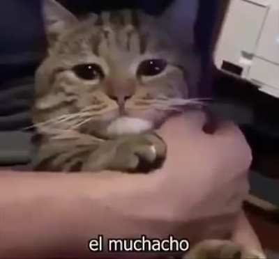 &Uuml;zg&uuml;n kedi