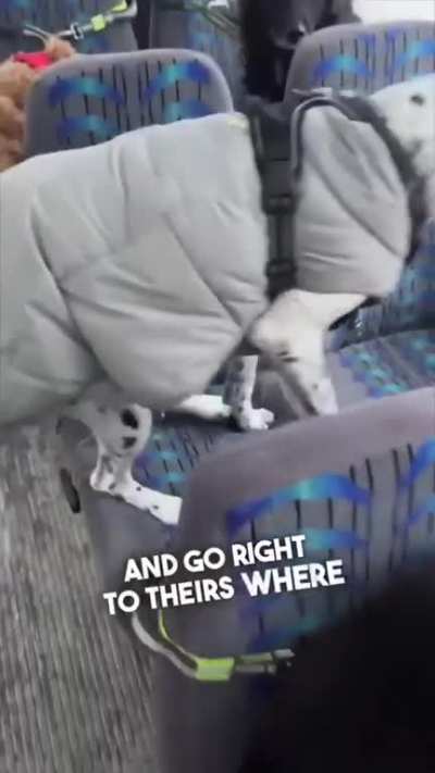 Dog bus. Never did I think this sort of business was even possible
