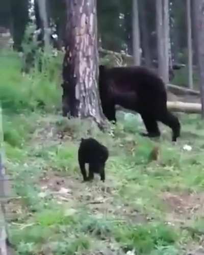 Кот который смелее каждого из нас