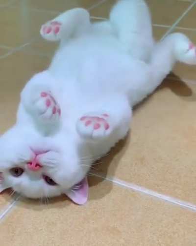 Pink nose and beans!