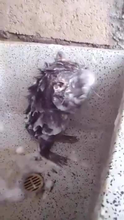 blursed_shower
