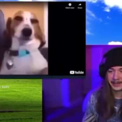 dog rule