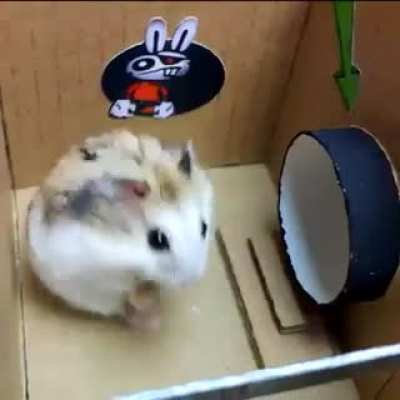 Hamster Prison Escape