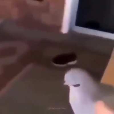 Pigeon