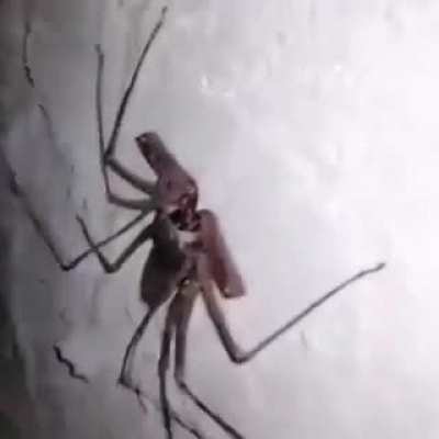 Hemos encontrado ch&aacute; ch&aacute; chaan... Un tendarapo ._.