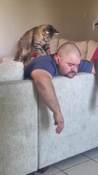 massager kitty