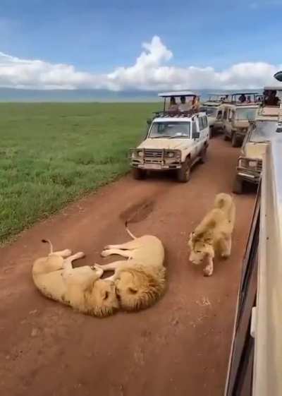 🔥 Big Cats blocking the road in Tanzania