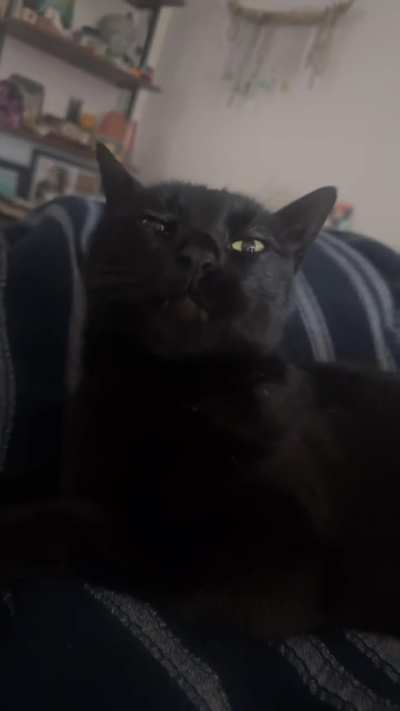 my cat chews air when he&rsquo;s content or happy