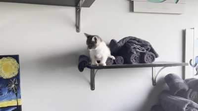 Wonks took it upon herself to climb the shelves in the bathroom and then got mad she couldn&rsquo;t get back down.
