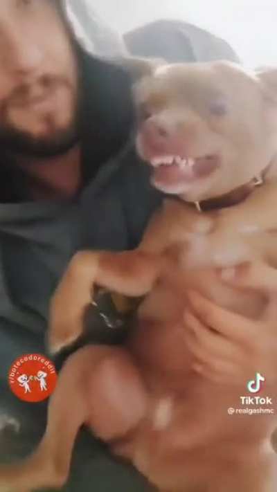 Pincherbull