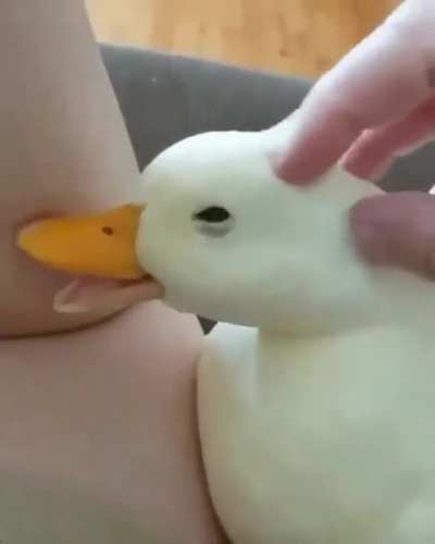 no screamer today, just patito :D