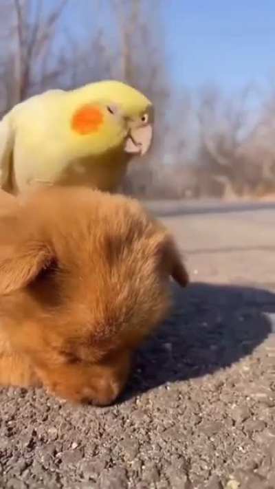 Милота