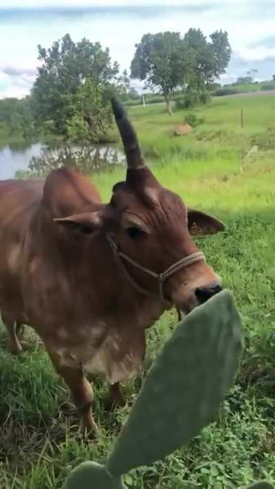 Corno pela metade