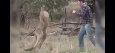 That fucking roo deserved it