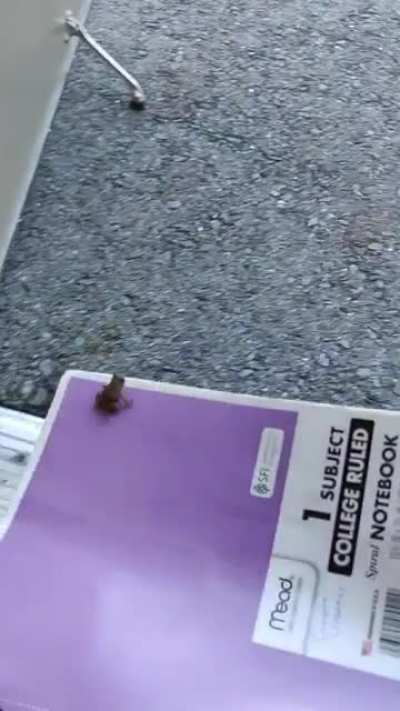 WCGW trying to save this little fella