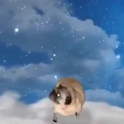 pug dances (dont know if posted here)