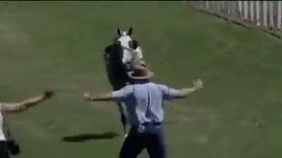 This Woman Thought She Could Singlehandedly Stop The Horse.