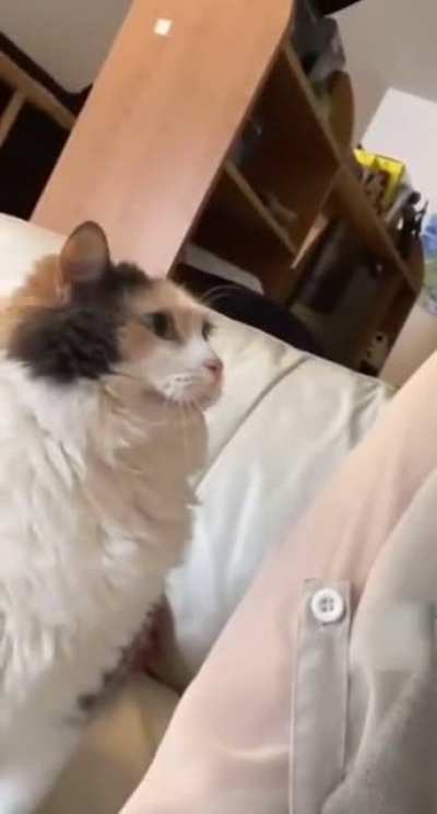 Pet the damn cat?